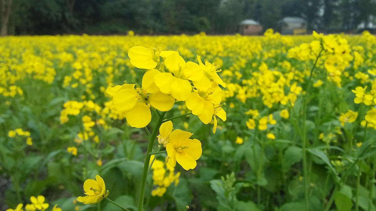 A field of mustard blooms at Ranatitha, Raiganj in Sirajganj on 7 December. Photo: Sajedul Alam
