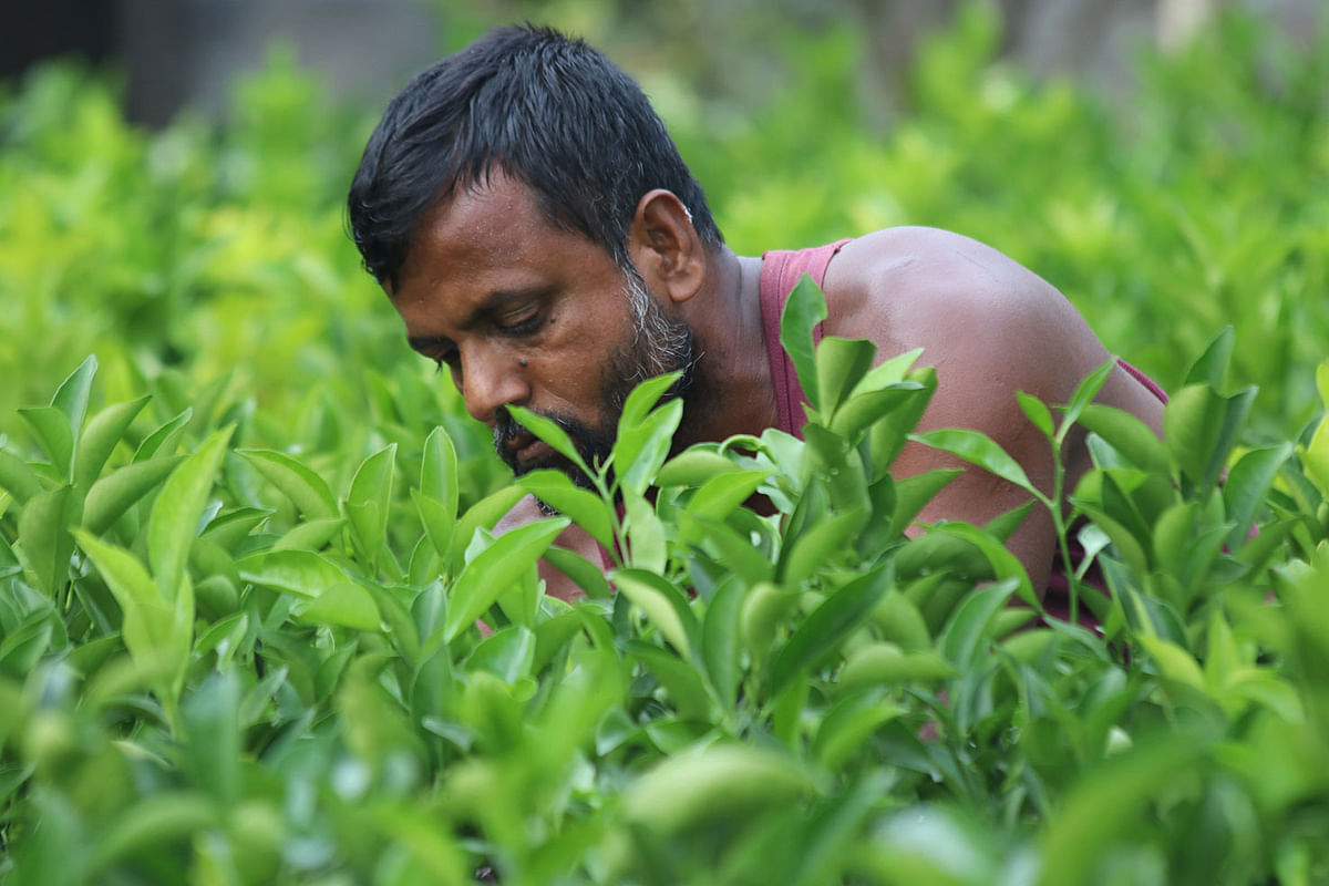 A man busy tending to orange saplings in Khejur Bagan Horticulture Centre, Khagrachhari on 8 December. Oranges are now more profitable than mangoes making it a preference for the Khagrachhari farmers. The saplings sell at Tk 50. Photo: Nerob Chowdhury