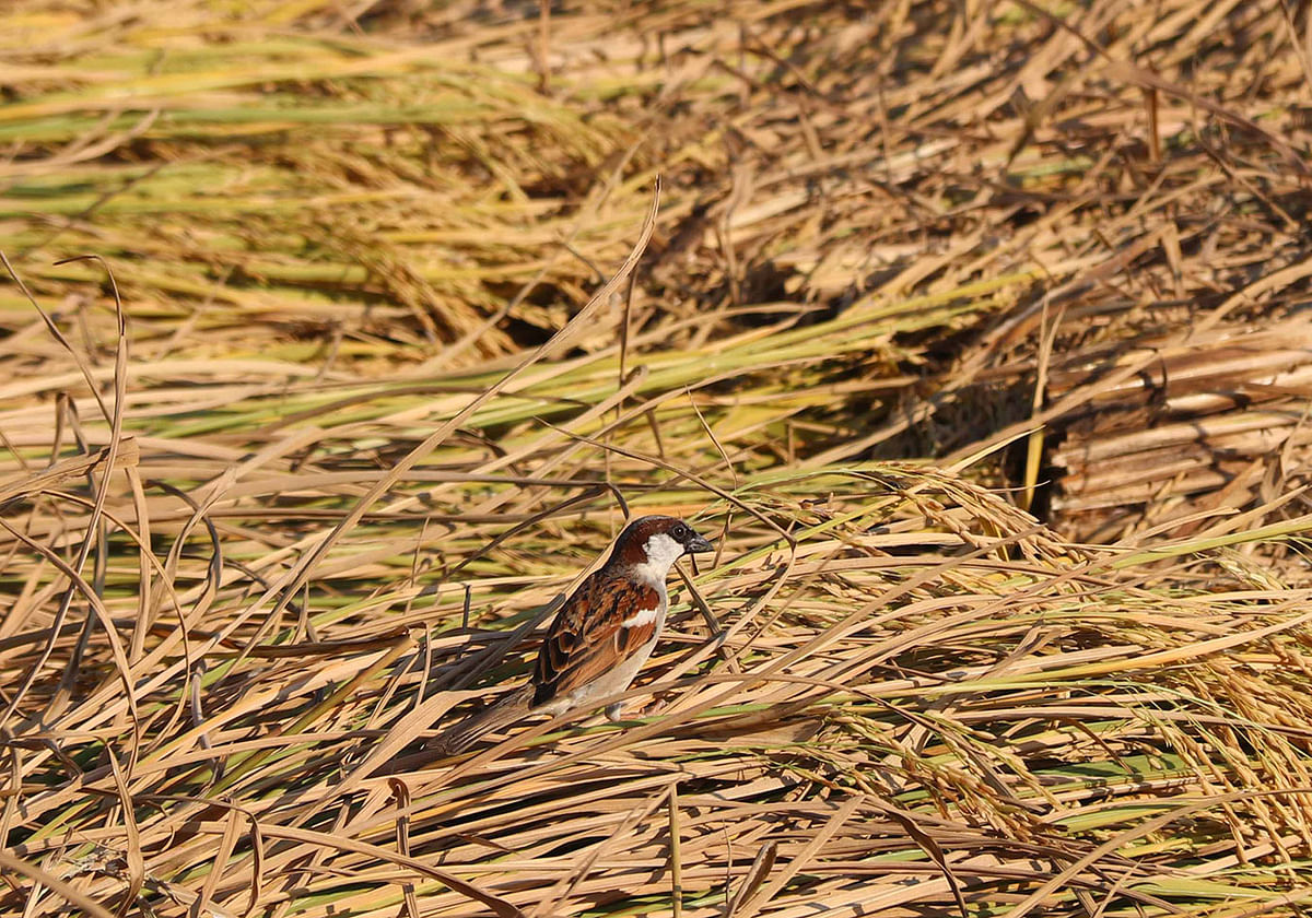 A sparrow looking for food in hay at Daulatpur, Cumilla on 8 December. Photo: Emdadul Haque