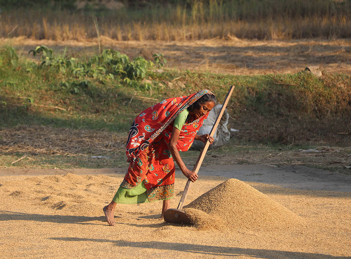 A woman gathers rice after drying it in the afternoon at Chhotrophil, Cumilla on 8 December. Photo: Emdadul Haque