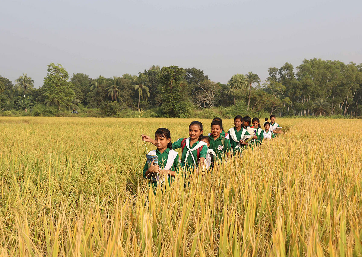 Children returning from school across rice fields in Ratnabati, Cumilla on 8 December. Photo: Emdadul Haque
