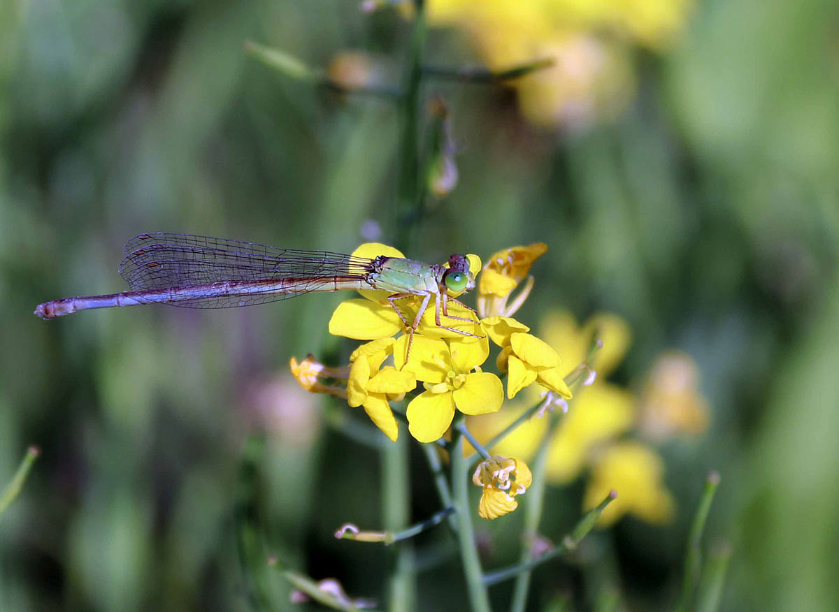 A dragonfly perched on a mustard flower at Daulatpur, Cumilla on 8 December. Photo: Emdadul Haque