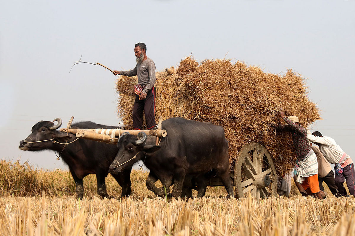 Farmers with a bullock loaded carry Aman rice harvest at Sreekrishnapur, Dapunia, Pabna on 9 December. Photo: Hasan Mahmud