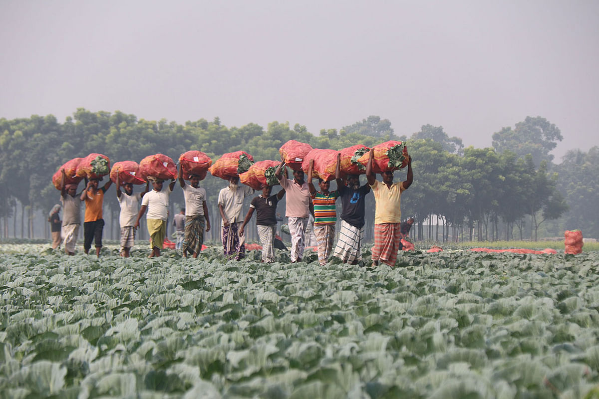 Farmers carrying cabbages across the fields in Dorikamalpur, Dapunia in Pabna on 9 December. Despit the good harvest, farmers are unhappy woith the low prices. Photo: Hasan Mahmud