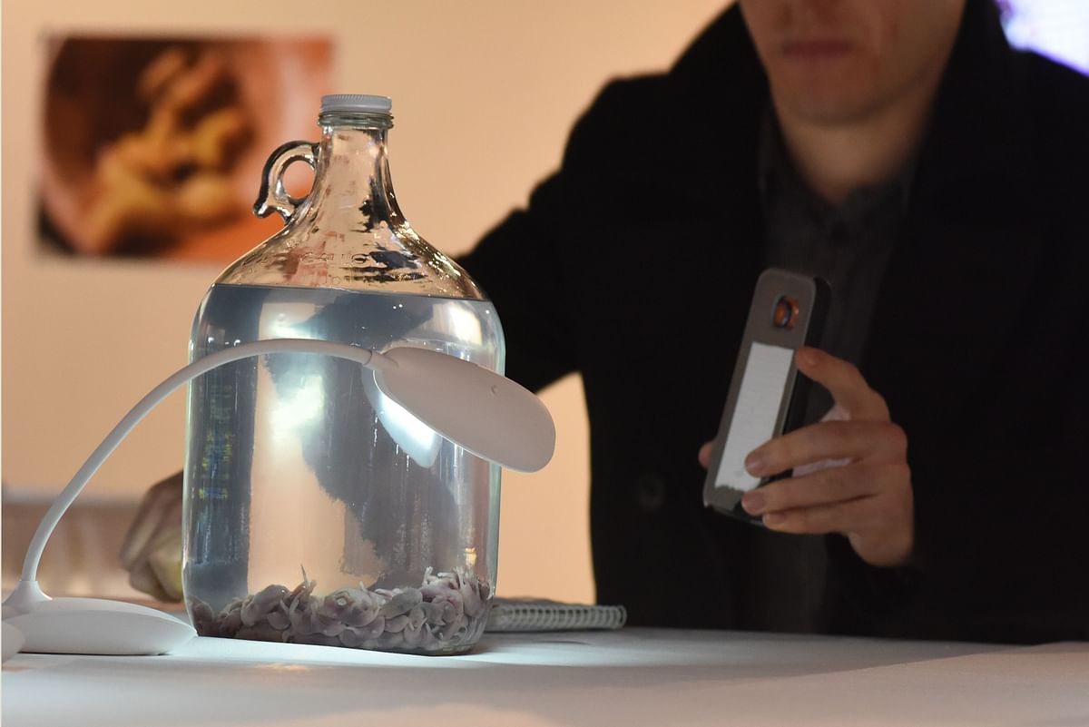 A visitor photographs mouse wine from China at the Disgusting Food Museum on 6 December 2018 in Los Angeles, California. Photo: AFP