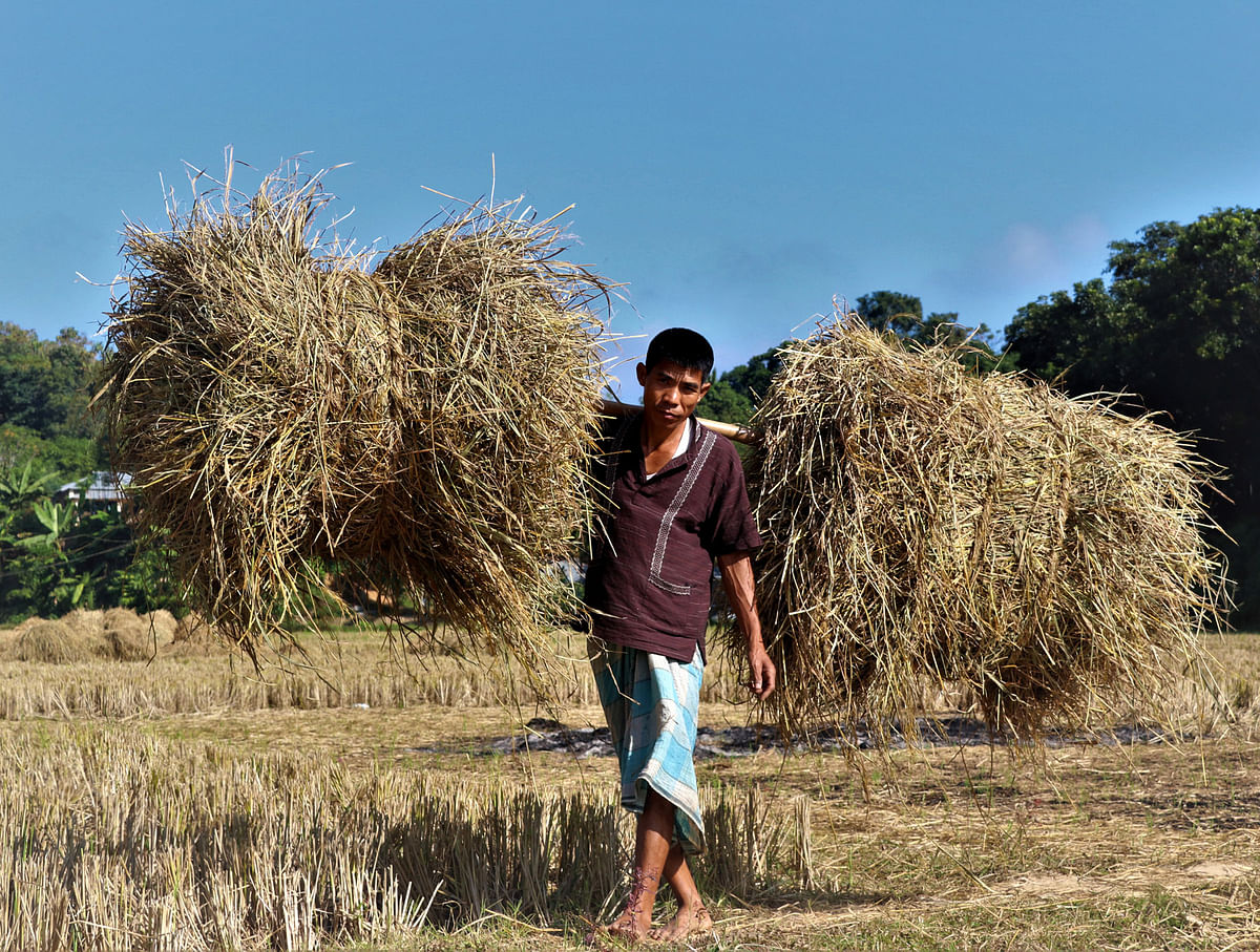 Man carrying hay that is usually fed to the cattle and used in making roof for cottage in Shimujjyachhara in Rangamati on 11 December. Photo: Supriya Chakma