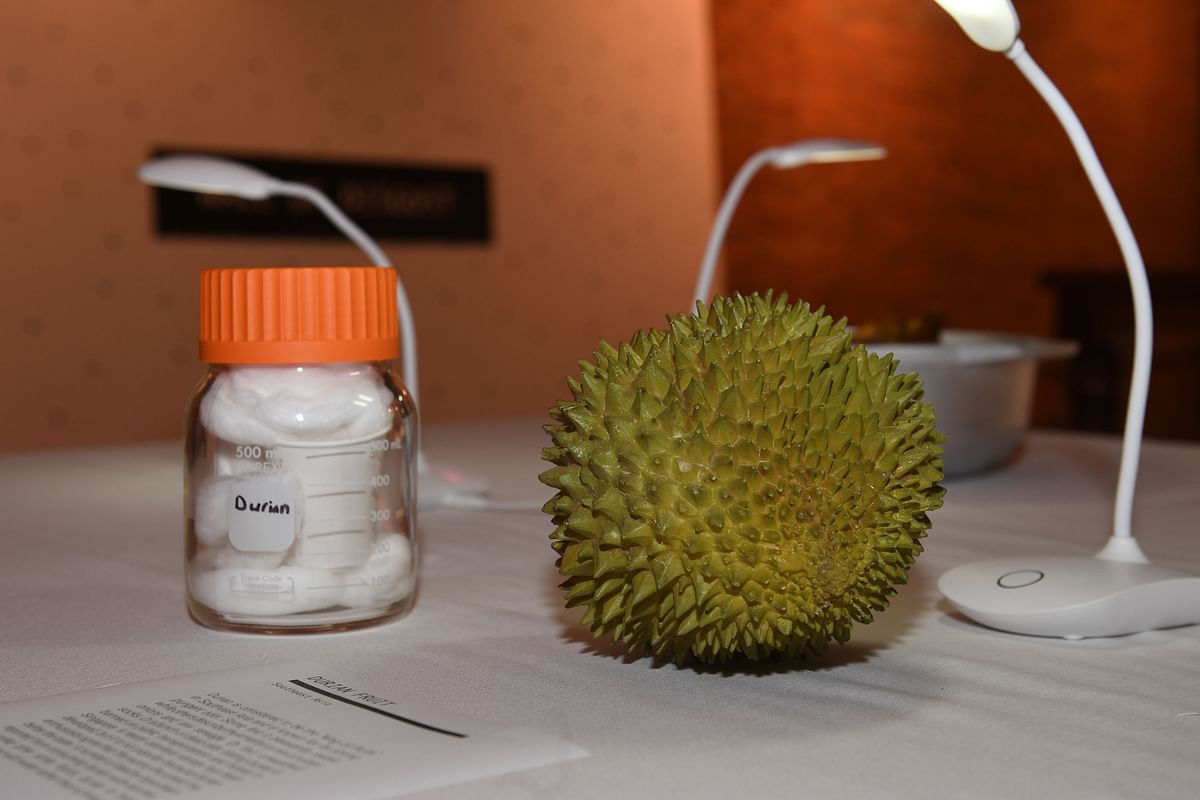 Durian fruit from Southeast Asia is presented in the Disgusting Food Museum on 6 December 2018 in Los Angeles, California. Photo: AFP