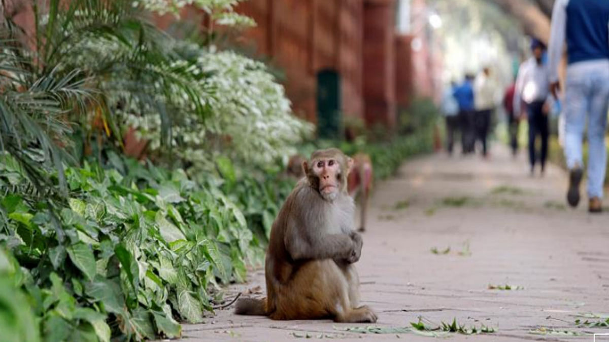A monkey sits on a pavement outside India`s Parliament building in New Delhi, India, on 15 November 2018. -- Photo: Reuters
