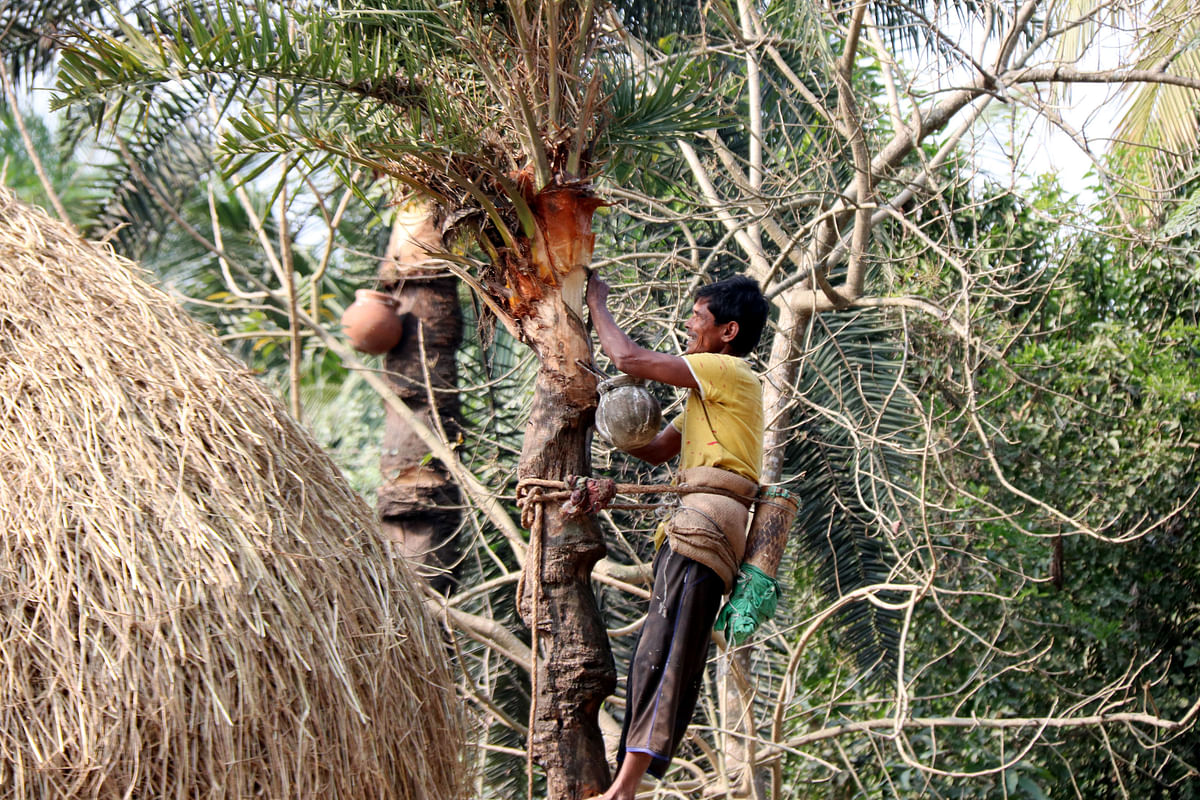 A date juice extractor working on a date tree in Toynbee-Chatmohor Road in Pabna on 10 December. Photo: Hasan Mahmud