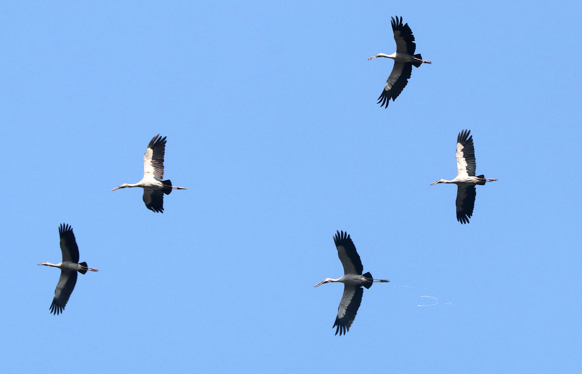 Open bill storks flying high near the Khaurajan Bridge in Shahjahanpur in Bagura on 12 December. Photo: Soel Rana