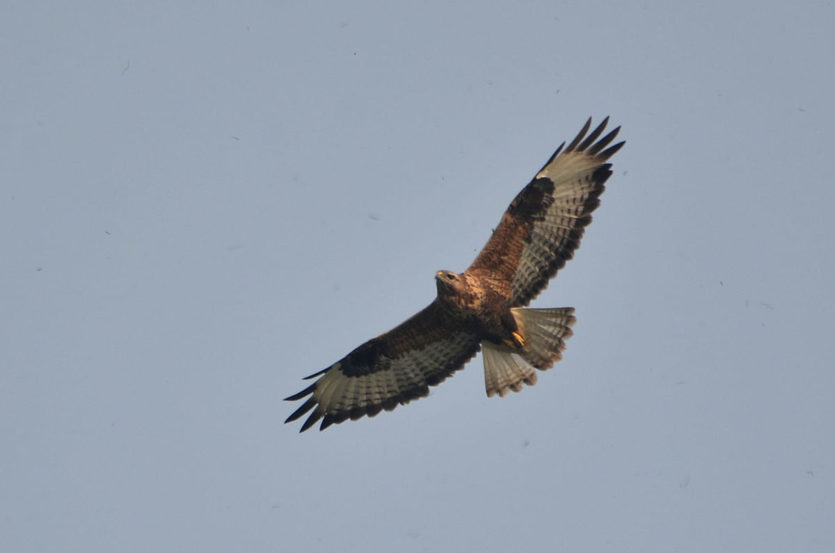 A falcon soaring high at Baliahat, Pabna on 12 December. Photo: Hassan Mahmud
