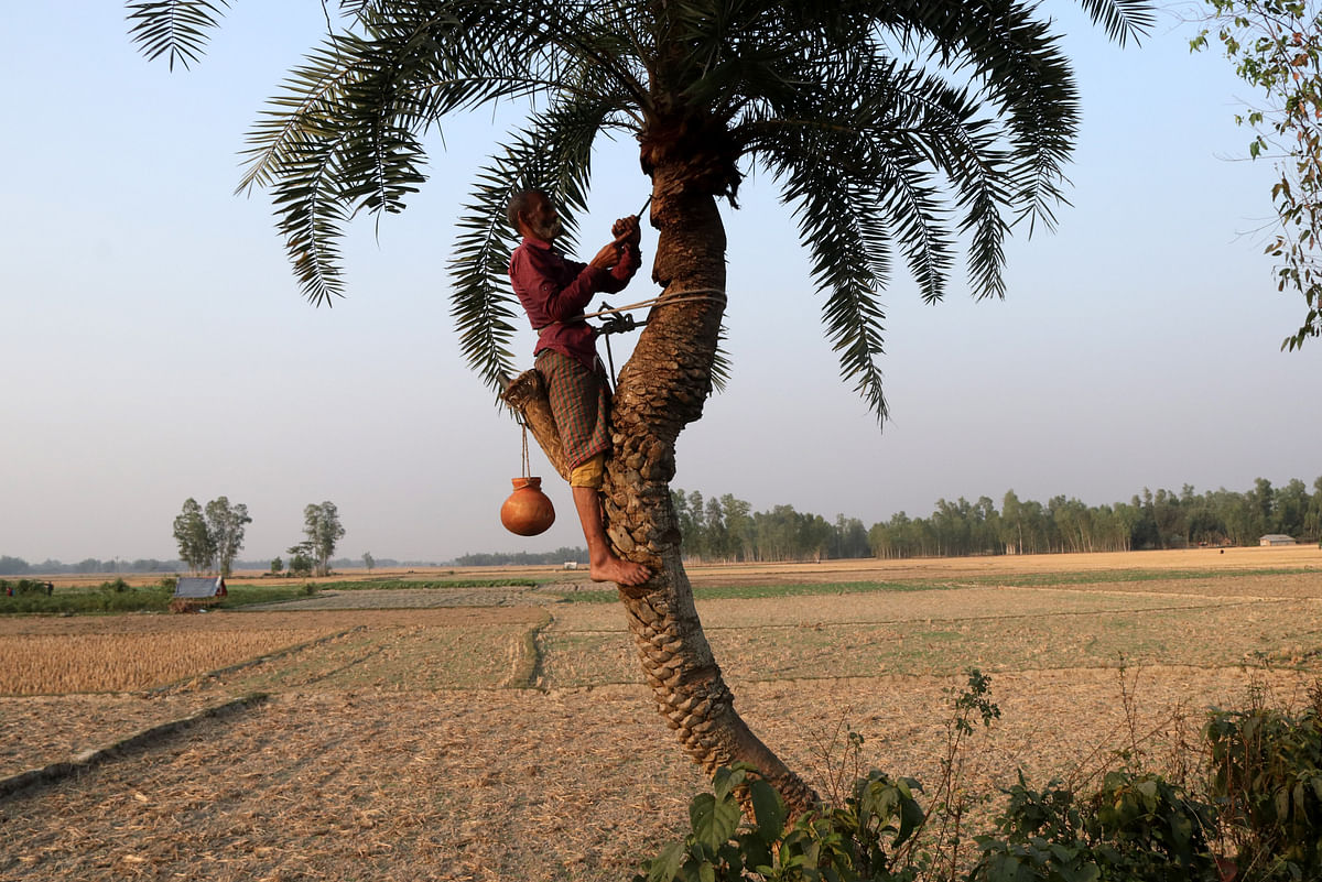 A gachhi (date palm juice extractor) setting up an earthen pot to store the date palm extract at Bhiti Sonai Village, Kahalu in Bogura on 12 December. Photo: Soel Rana