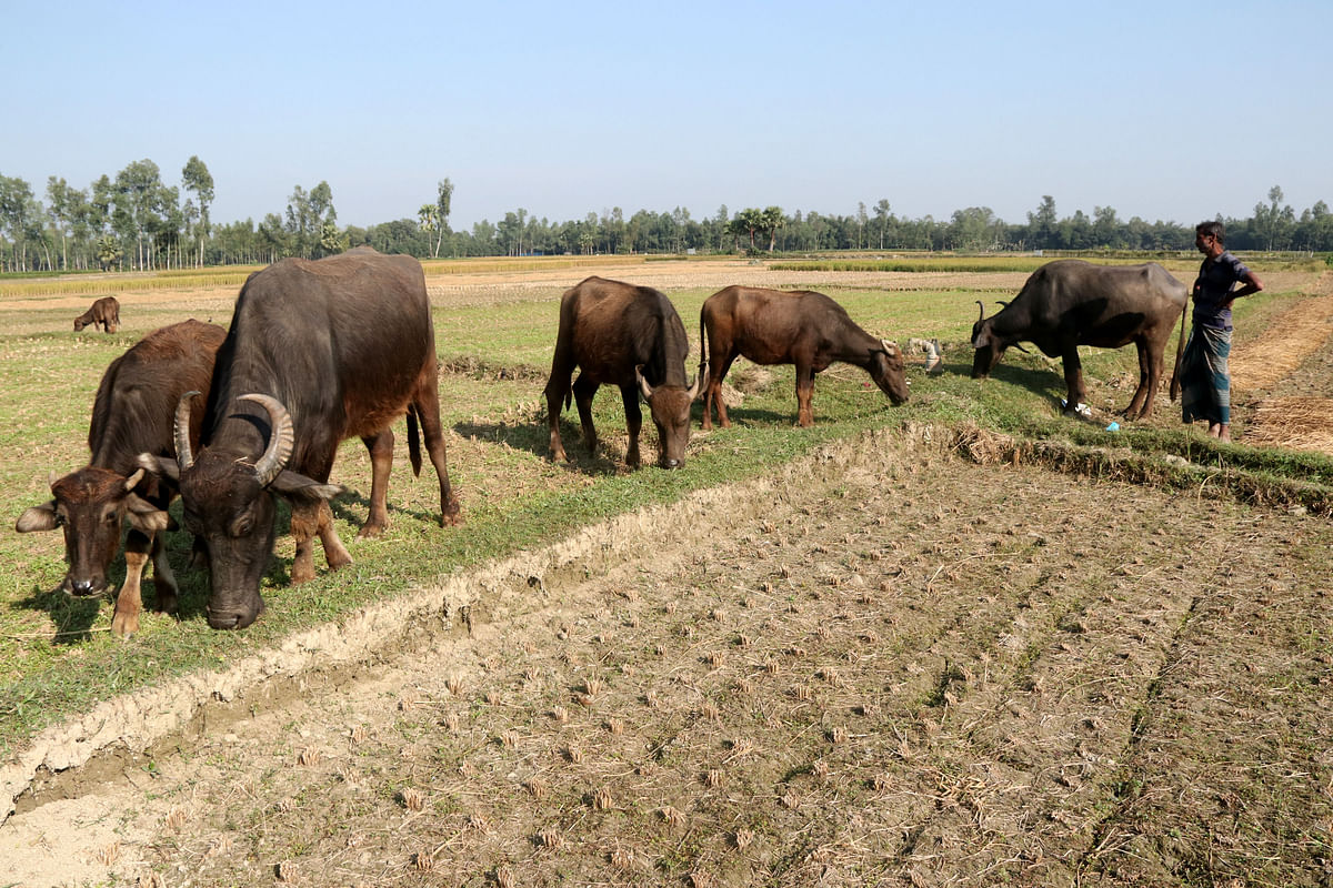 Buffalos on graze at Kantanagar, Dhunat in Bogura on 12 December. Photo: Soel Rana