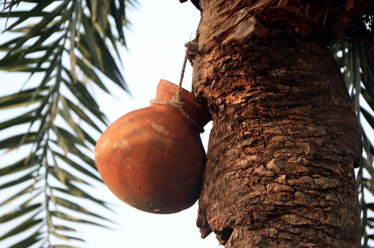 An earthen pot placed on a date palm tree for storing extract. Bhiti Sonai Village, Kahalu, Bogura on 12 December. Photo: Soel Rana