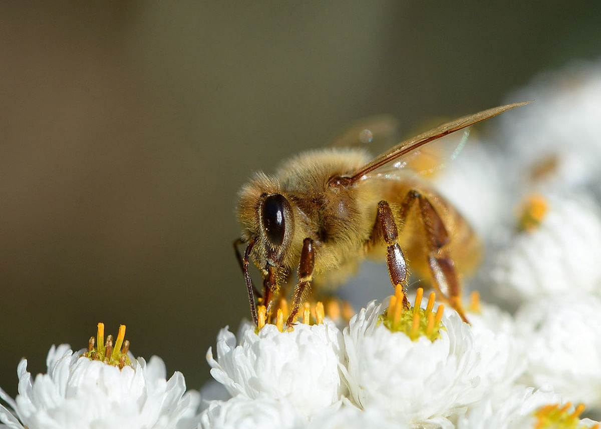 Picture taken on 2 August 2018 shows a bee collecting pollen from a flower in Kirkkonummi, Finland. Photo: AFP
