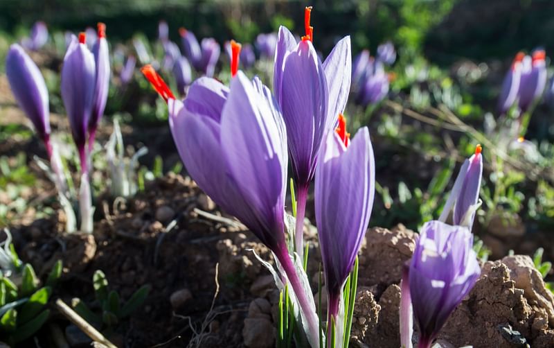 A picture taken on 7 November 2018 shows saffron flowers in a field in the Taliouine region in southwestern Morocco. Photo: AFP