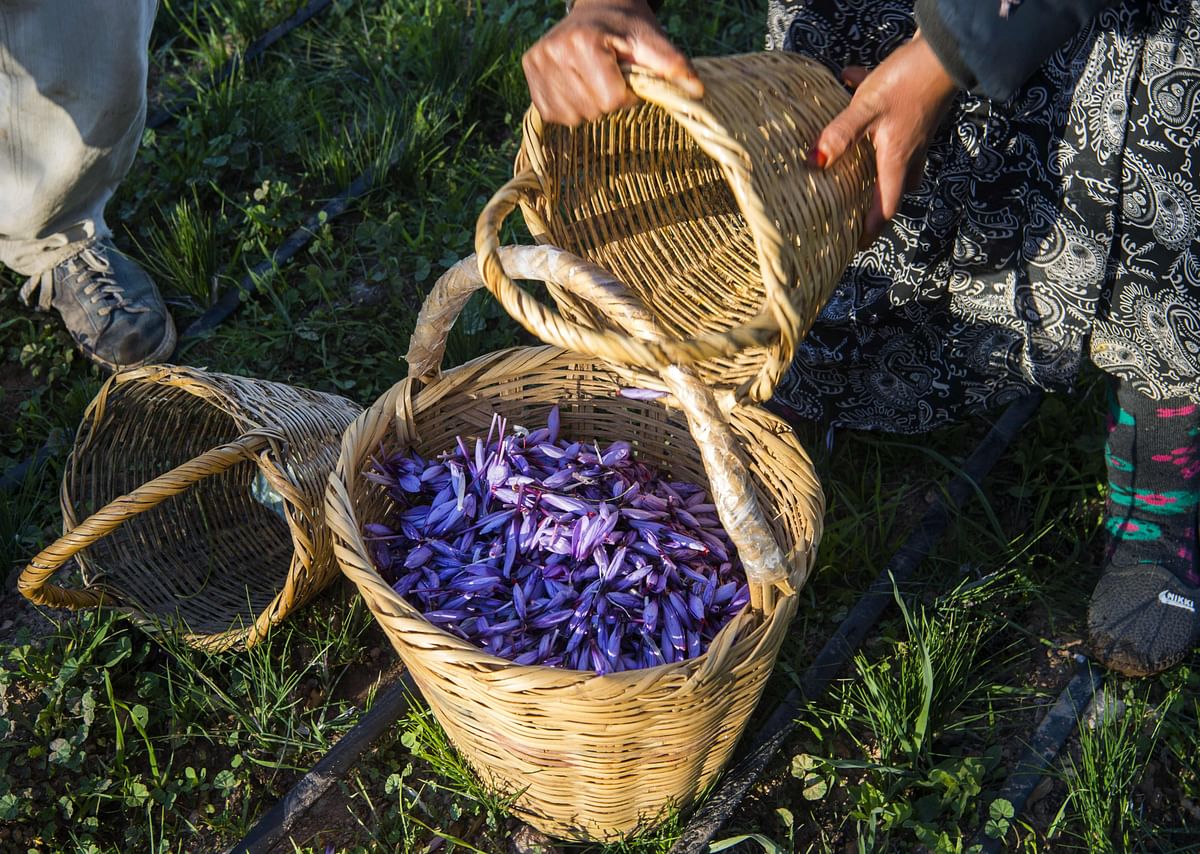 A labourer fills a basket with harvested saffron flowers in a field in the Taliouine region in southwestern Morocco, on 7 November 2018. Photo: AFP