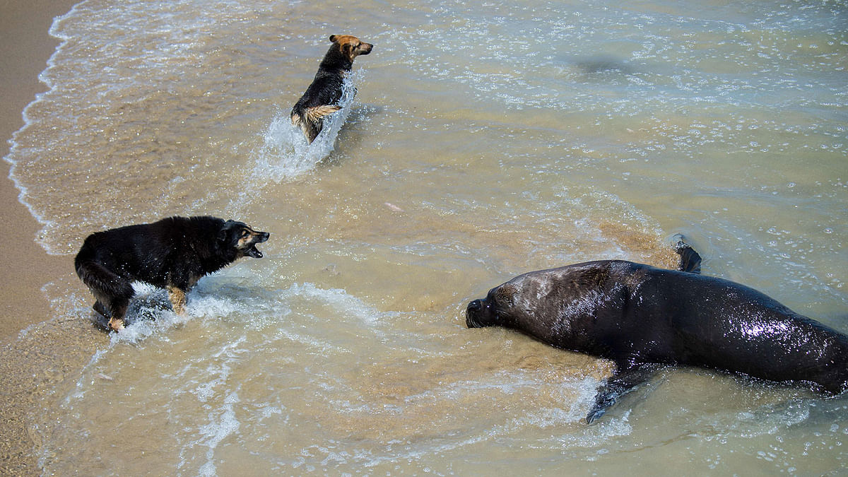 Dogs bark at a sea lion in Valparaiso, Chile on 23 November 2018. The hunting of sea lions is prohibitted in Chile until 2021, but their proliferation in the last decades has become a huge problem for fishermen, since they attack their nets and rob the fish, putting their work in risk. Photo: AFP