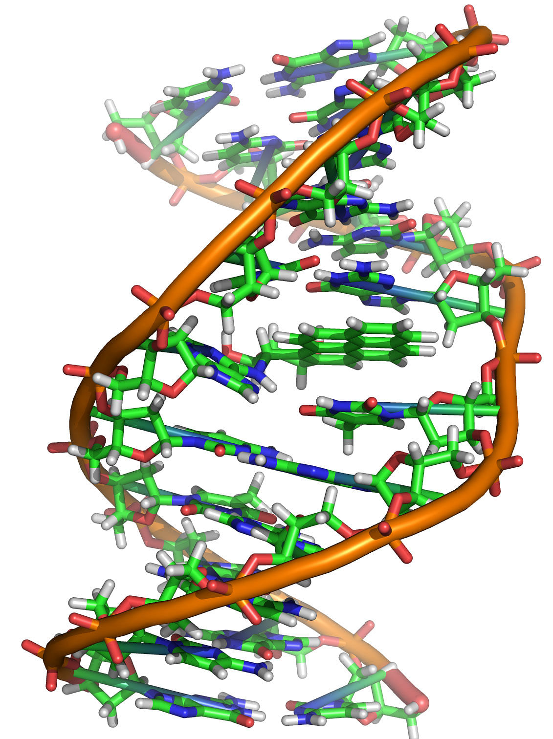 DNA. Photo: Wikipedia