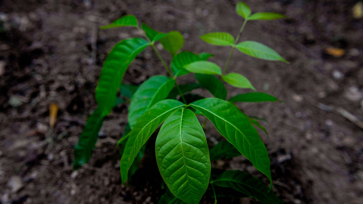 View of a Shihuahuaco seedling at El Paraiso farm, in Maynas, Loreto region, in the northern Peruvian Amazon rainforest, on 24 November 2018. Photo: AFP