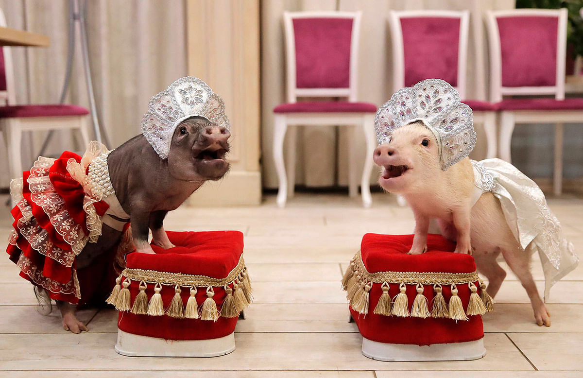 Mini-pigs perform during the presentation in Balashikha, Russia 11 December 2018. Picture taken 11 December 2018. Photo: Reuters