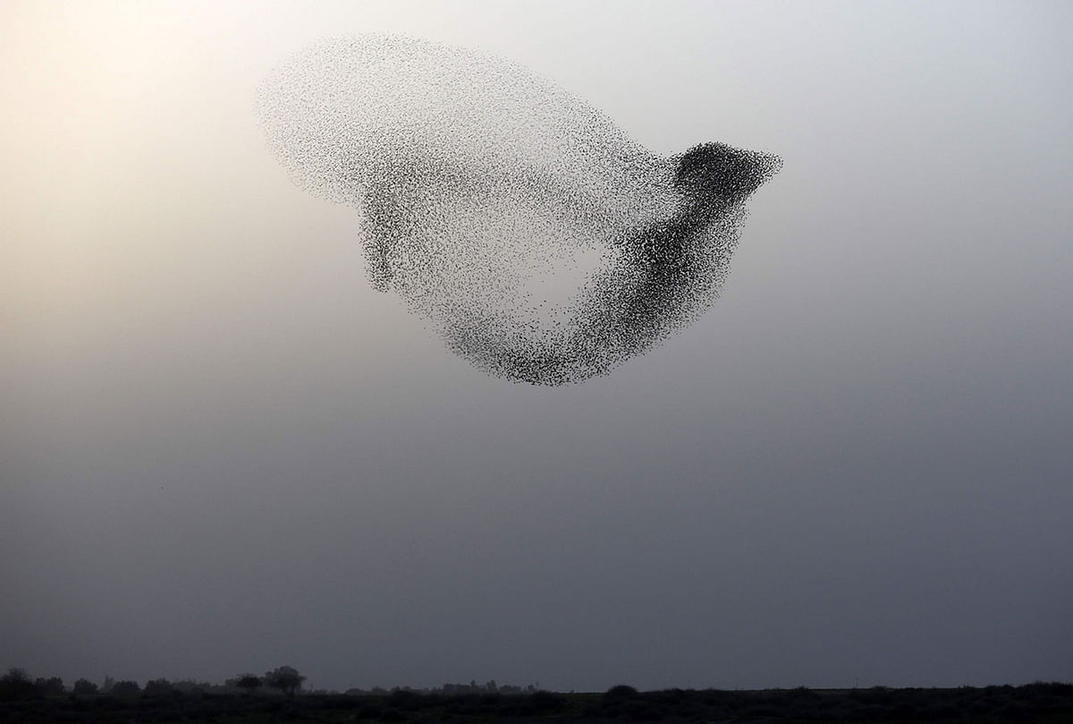 A picture taken on 22 January 2018 shows a murmuration of starlings performing their traditional dance before landing to sleep near the southern Israeli city of Rahat, in the Negev desert. Photo: AFP