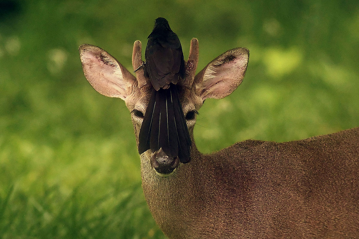 A bird rests on the head of a white-tailed deer roaming free in San Jose Villanueva, 25 km southwest of San Salvador, on 21 May 2018. Photo: AFP