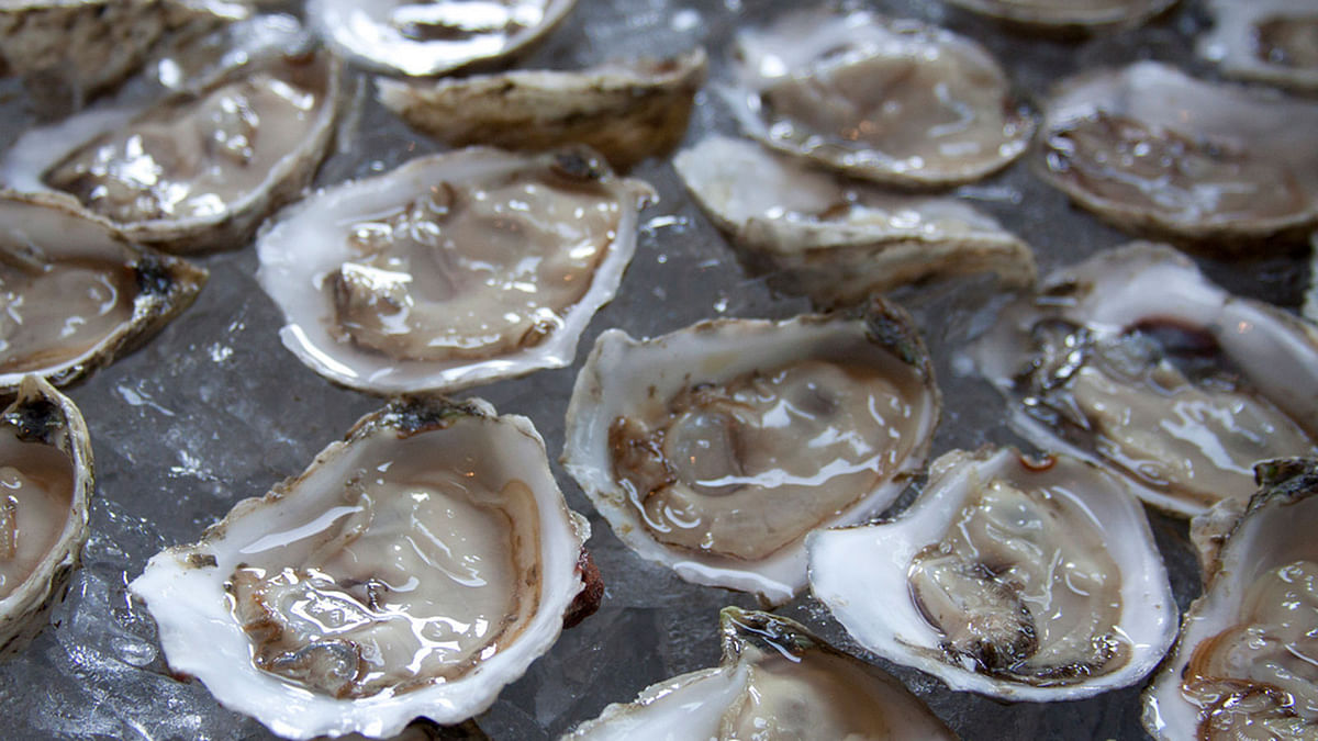 Oyster. Photo: Collected