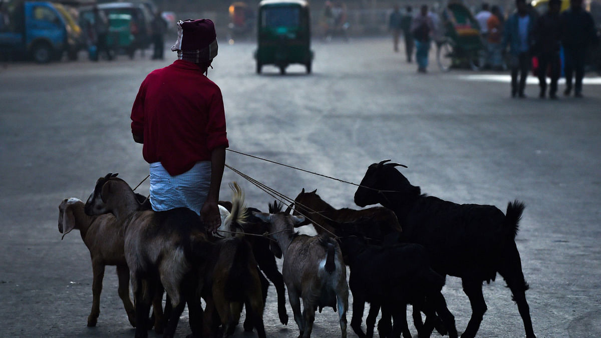 A man walks with his goats purchased at a local market early morning in Dhaka on 31 December 2018, a day after the country`s general election. Photo: AFP