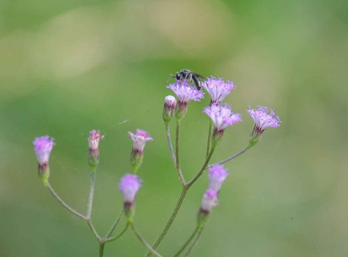 Bee perched on wildflowers at Natun Rasta in Khulna on 31 December. Photo: Saddam Hossain
