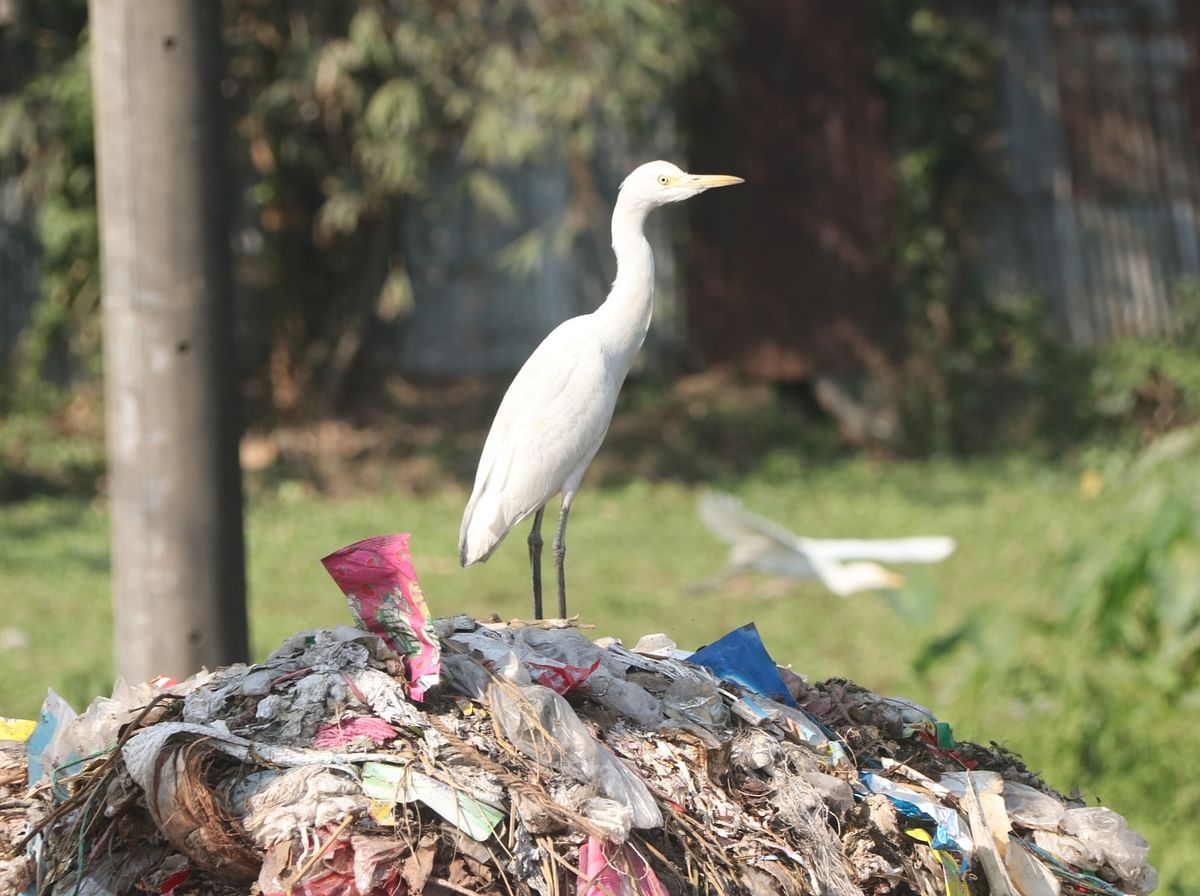 A stork seeking food in garbage at Chhilimpur, Bogura on 31 December. Photo: Soel Rana