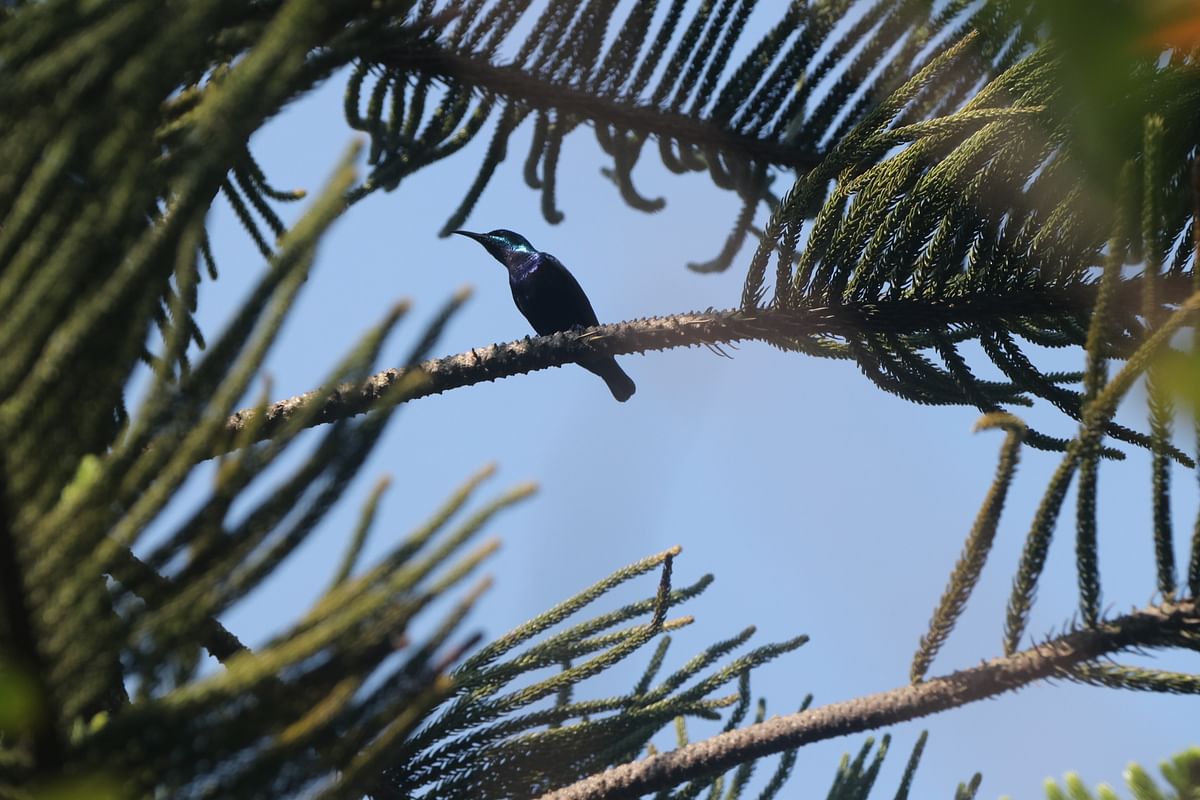 A sunbird perched on a Christmas tree at Shaheed Ziaur Rahman Medical College Hospital compound in Bogura on 31 December. Photo: Soel Rana