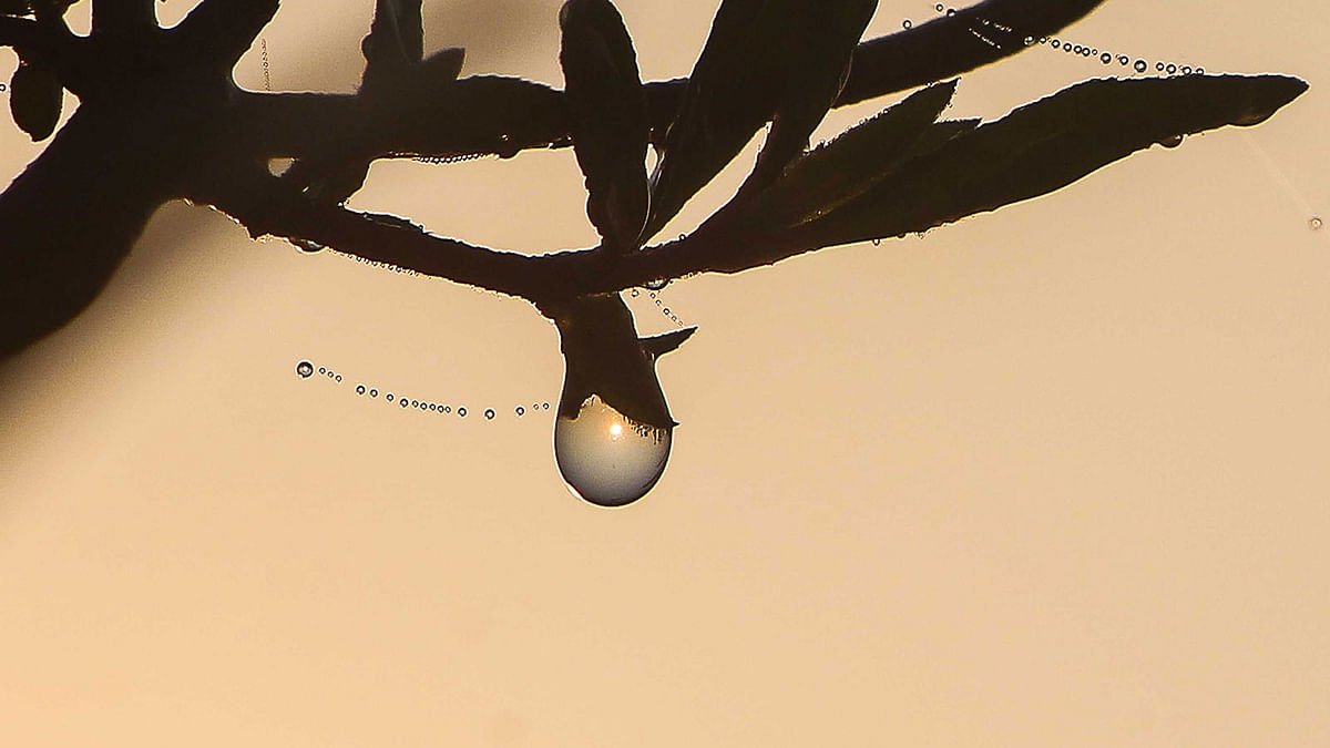 Dewdrops on tiny spider webs at Dhangmari, Dakop, Khulna on 1 January. Photo: Saddam Hossain