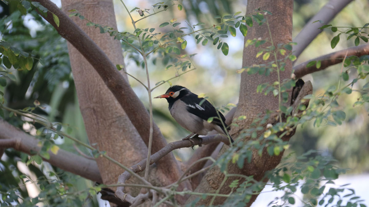 A myna perched on a branch in the winter morning at Khulna Zila School, Khulna on 1 January. Photo: Saddam Hossain