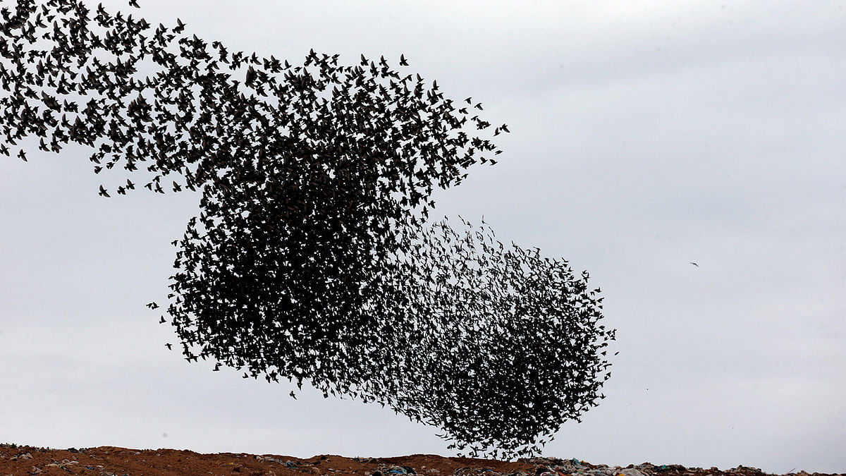 A murmuration of migrating starlings fly above a waste facility near the city of Rahat, southern Israel on 30 December 2018. Photo: Reuters