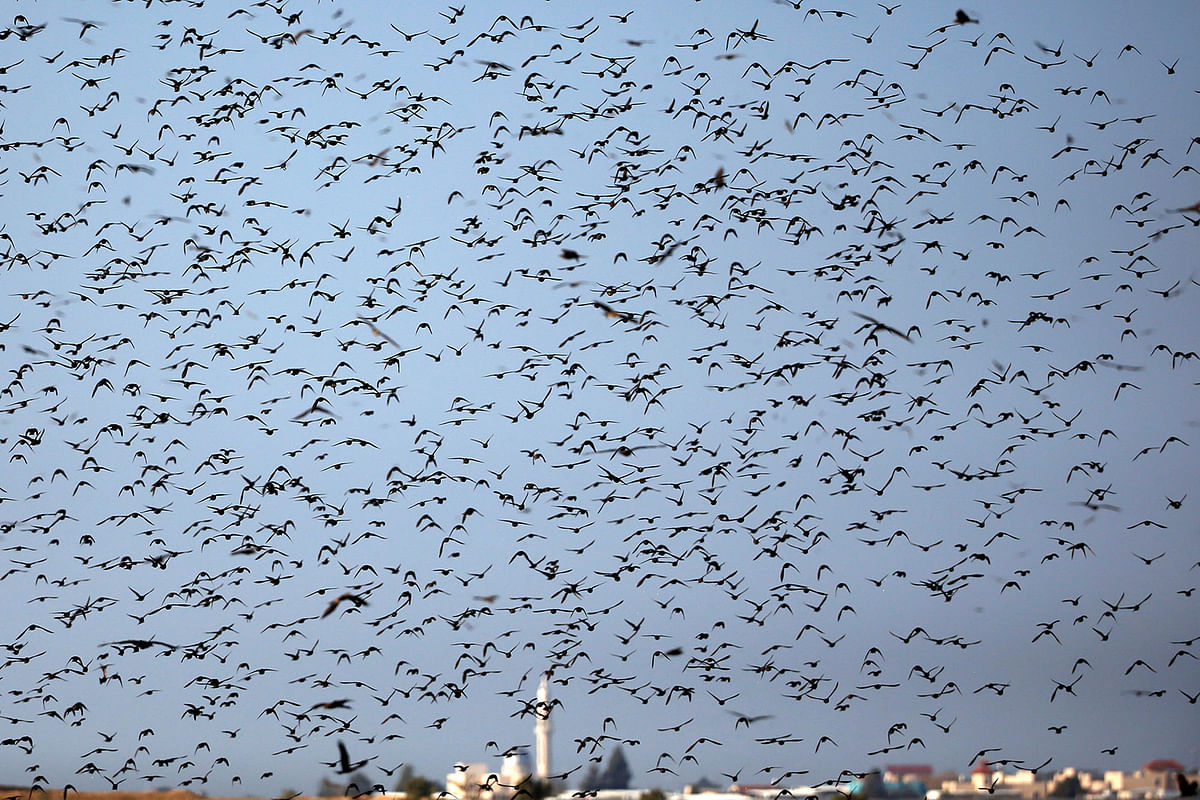 A murmuration of migrating starlings fly across the sky as a mosque is seen in background near the city of Rahat, southern Israel on 30 December 2018. Photo: Reuters