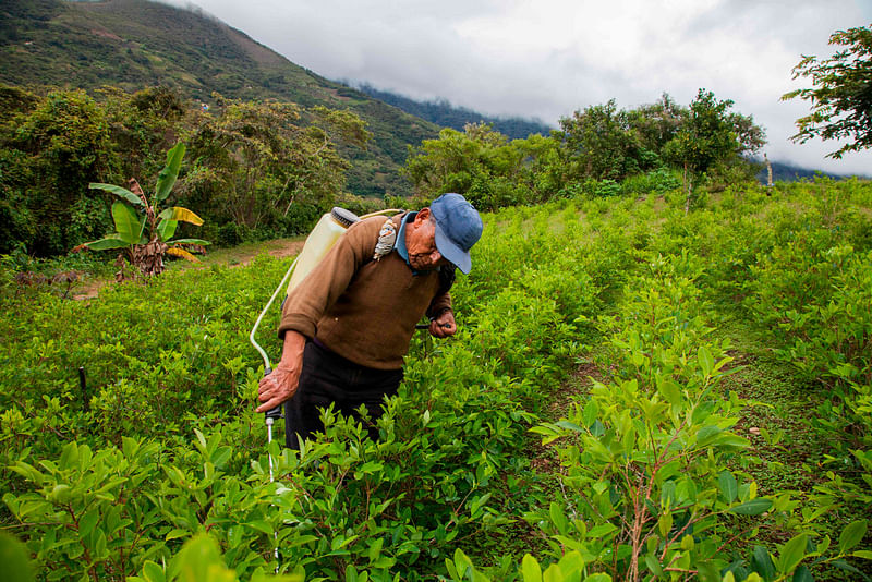 A coca farmer sprays his coca crop outside of Coroico, Bolivia on 20 December 2018. Photo: AFP