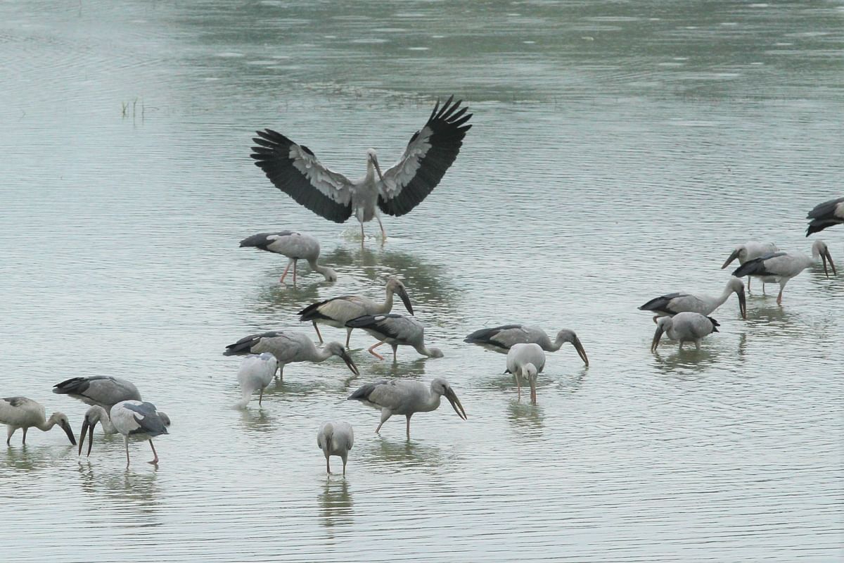 Openbill birds are seen looking for food in Kaptai Lake, Rangamati on 4 January. Photo: Supriya Chakma