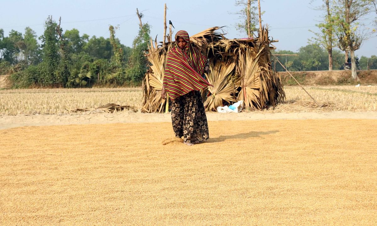 A woman is seen drying paddy in Rampur, Galiara, Cumilla on 5 January. Photo: Emdadul Haque