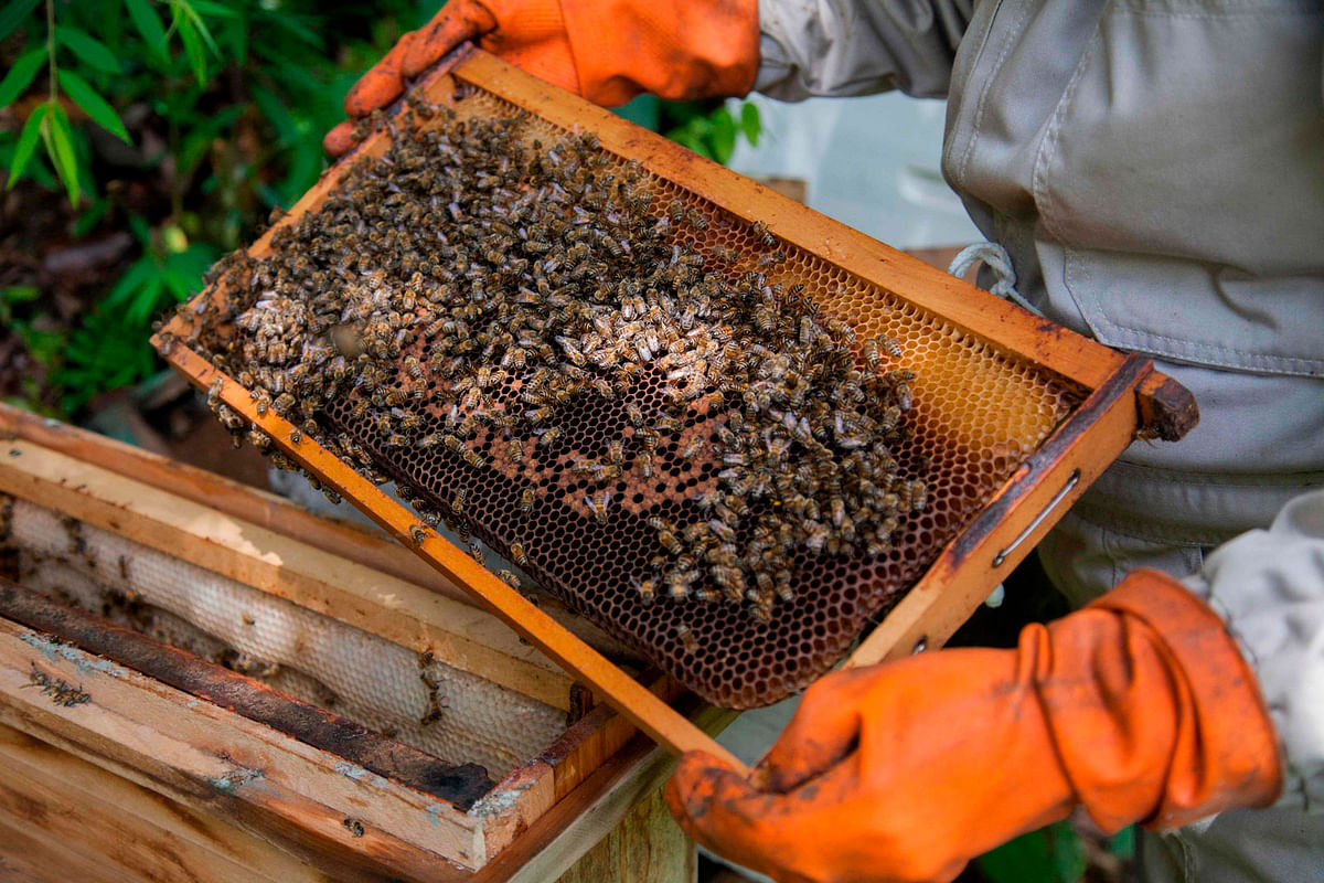 Nancy Carlo Estrada works with her bees outside of Coroico, Bolivia on 20 December 2018. Photo: AFP