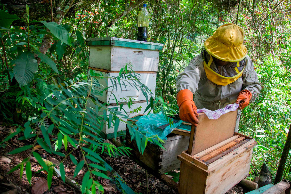 Nancy Carlo Estrada works with her bees outside of Coroico, Bolivia on 20 December 2018. Photo: AFP