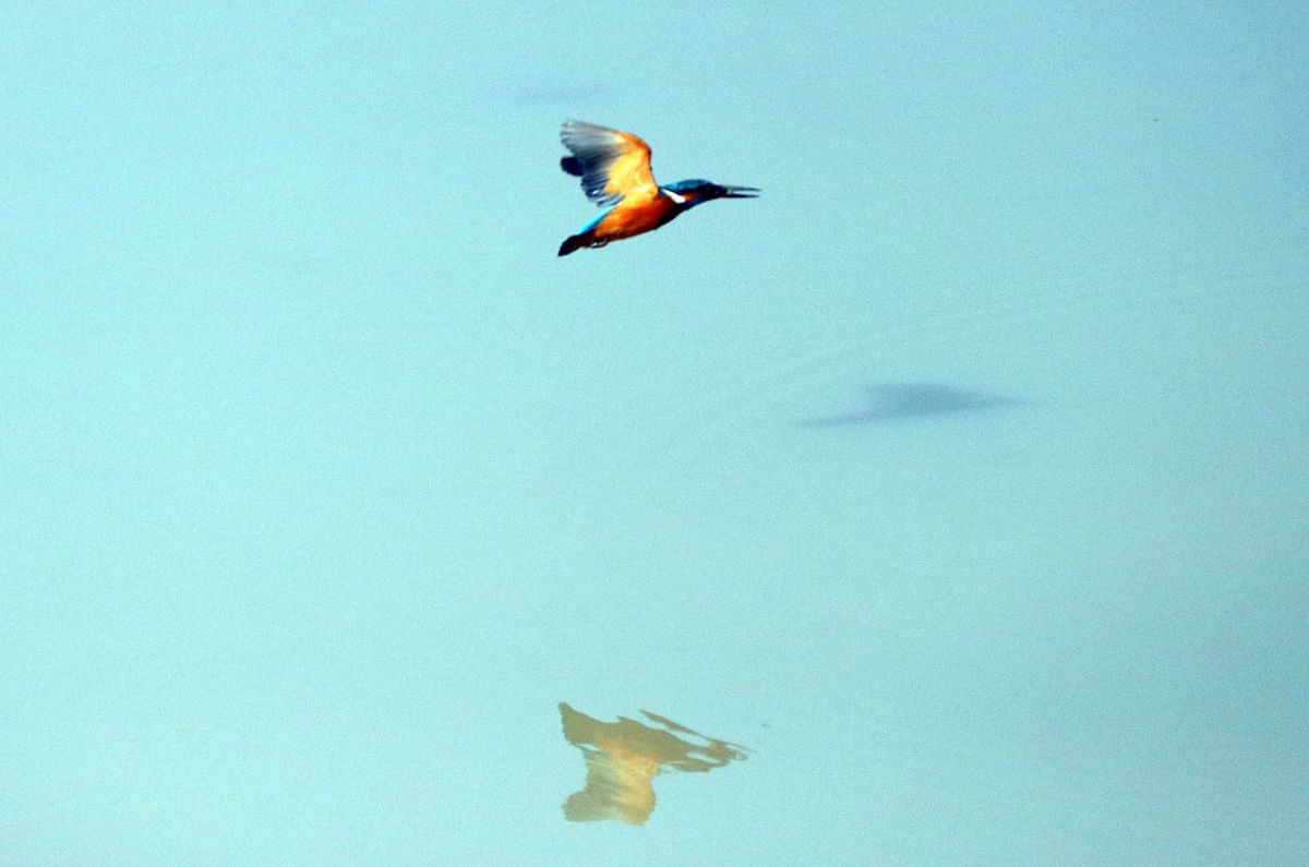 A recent photo shows a kingfisher flying as its shadow is seen in the water in Rampur, Galiara, Cumilla. Photo: Emdadul Haque