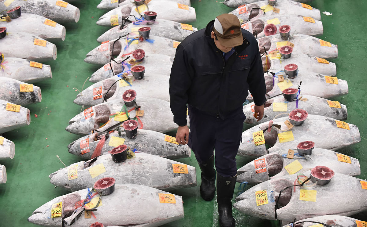 A wholesaler checks frozen tuna lined up in rows ahead of the new year`s first auction at the Toyosu Market in Tokyo on 5 January. Photo: AFP