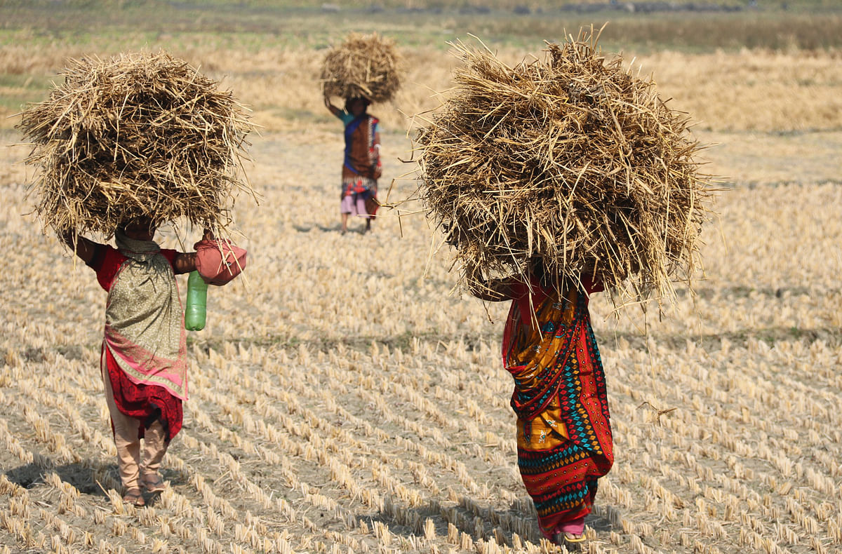 Women carrying hay from fields at Sarapole, Jashore on 5 January. Photo: Ehsan-Ud-Doula