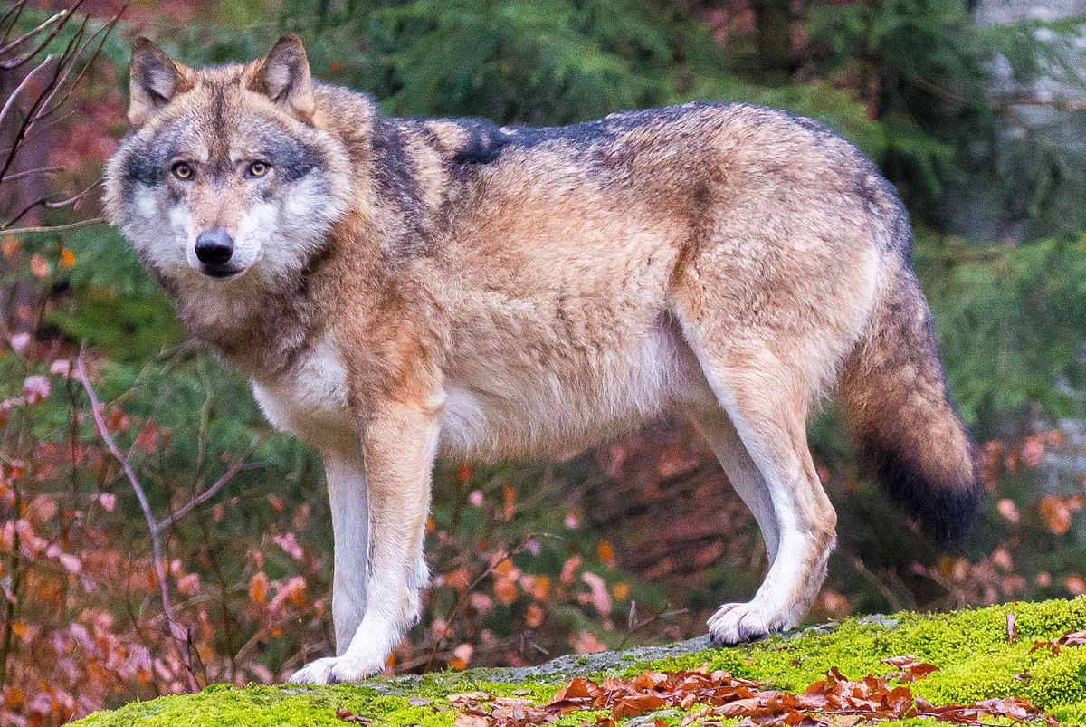 Grey wolf. Photo: Collected