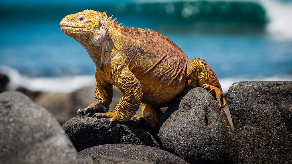Galapagos land iguana. Photo: Collected