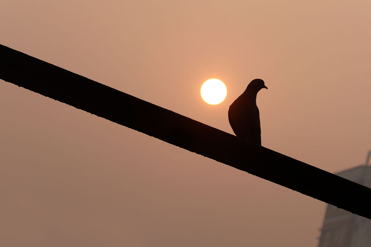 A pigeon perched on a bar in a winter morning in Pabna town on 9 January. Photo: Hassan Mahmud