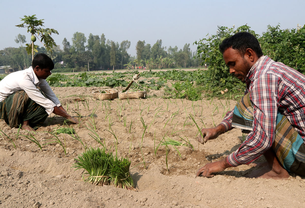 Farmers busy planting onions at Shakharia Baroipara in Bogura on 9 January. Photo: Soel Rana