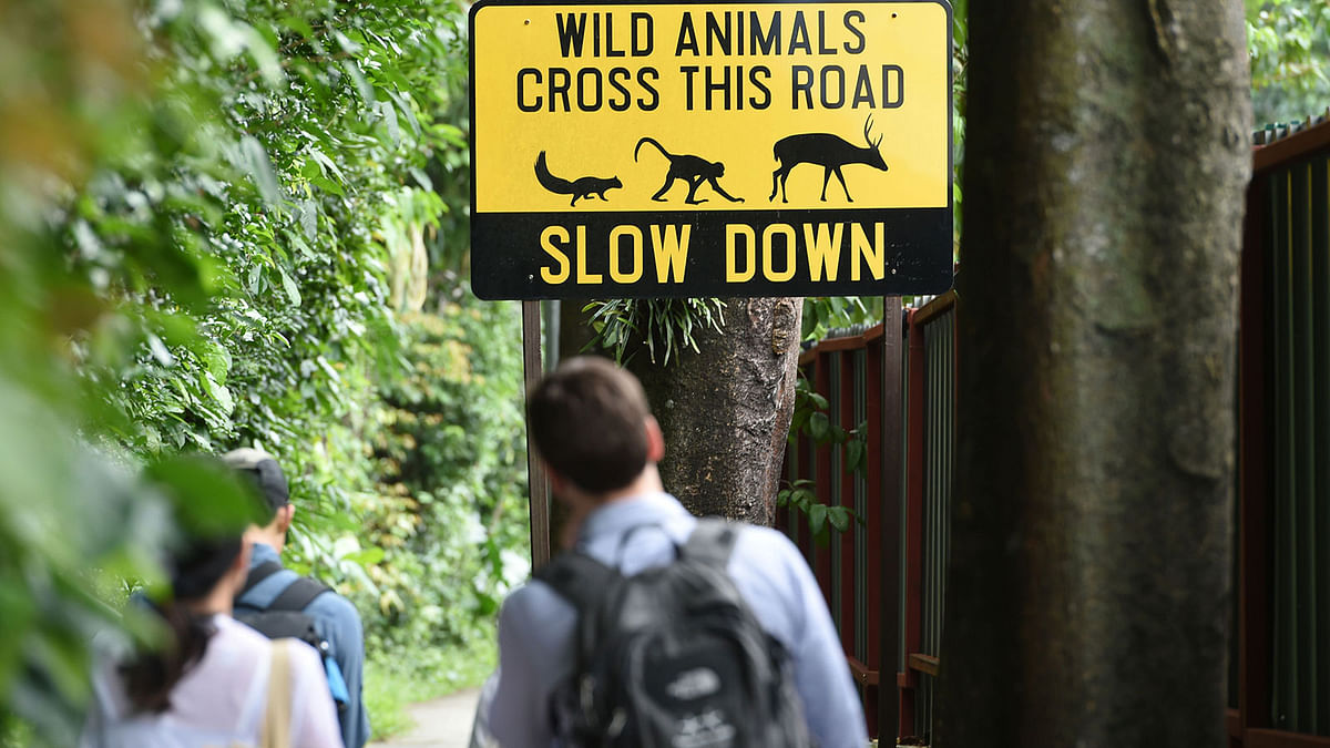 This photograph taken on 14 December 2018 shows animal crossing traffic signboard installed to warn motorists during nearby infrastructure roadworks in the city-state`s remaining green area in Mandai district leading to Singapore Zoo. Photo: AFP