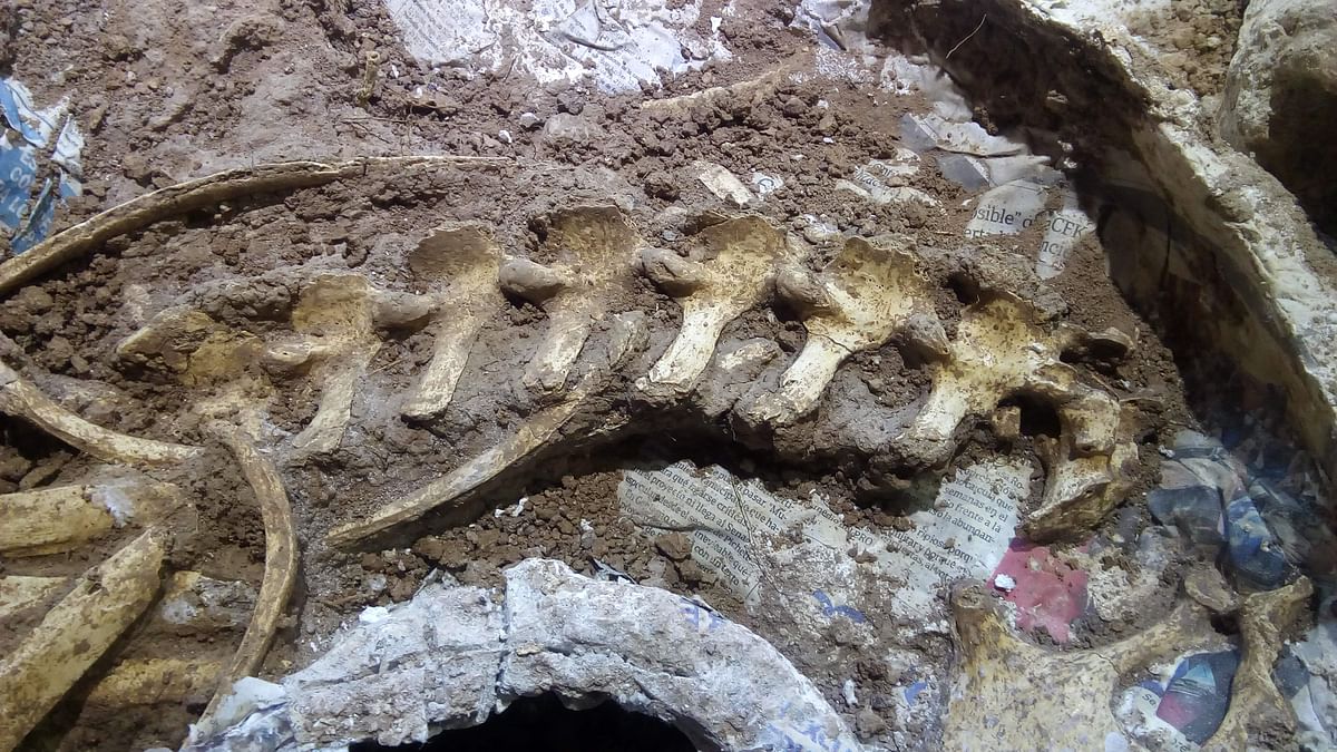 Handout picture taken on October 26, 2018 and released by the Museo Paleontologico `Fray Manuel de Torres` on 7 January 2019 showing fossil bones of a prehistoric deer specimen found recently at the Campo Sposito palaeontological site in San Pedro, in the north of the Argentine province of Buenos Aires. Photo: AFP